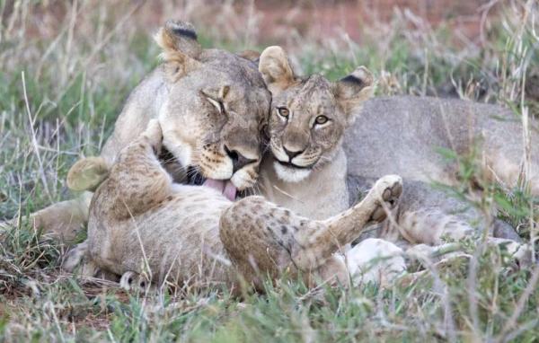 Madikwe Game Reserve