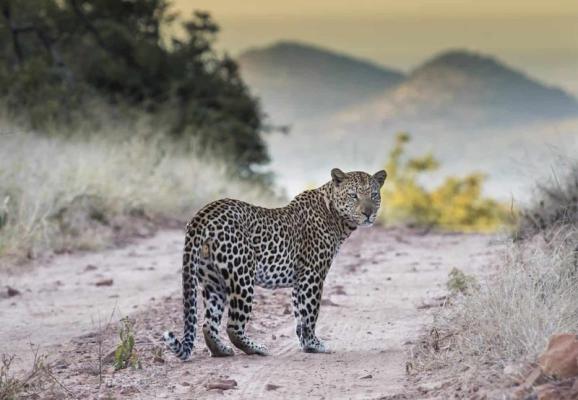 Madikwe Game Reserve