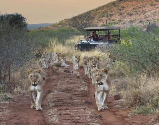 Madikwe Game Reserve