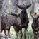 Zwahili Private Game Lodge and Spa