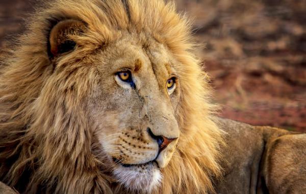 Zwahili Private Game Lodge and Spa