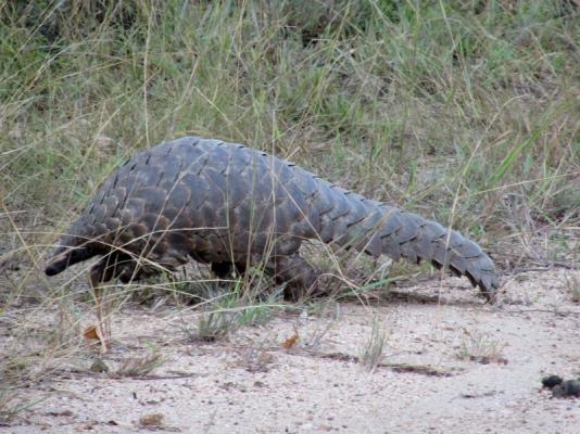 Kruger Park Game Drives