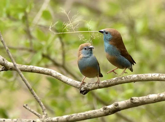 Kruger Park Game Drives