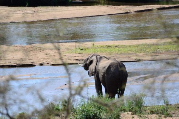 Kruger Park Game Drives