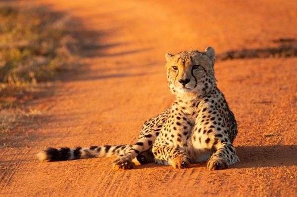 Nungubane Private Game Lodge
