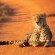 Nungubane Private Game Lodge