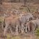 Nungubane Private Game Lodge