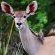 Nungubane Private Game Lodge