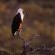 Nungubane Private Game Lodge