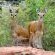 Nungubane Private Game Lodge