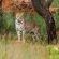 Nungubane Private Game Lodge