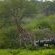 MalaMala Camp