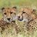 Thanda Private Game Reserve