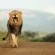 Thanda Private Game Reserve
