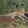 Thanda Private Game Reserve
