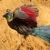 Thanda Private Game Reserve