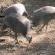 Du Bois Lodge Wildlife