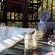 Thulamela Guest Cottages