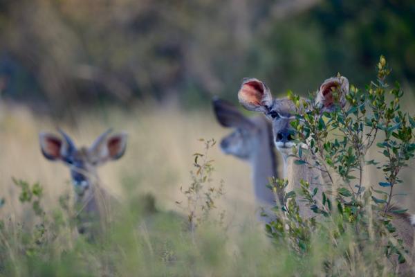 Wildlife - Kudu