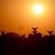 Wildlife - Impala