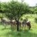 Zebras on game drive