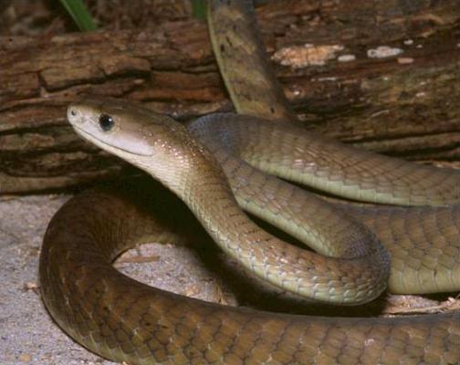 Crocodile Creek