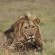 Lions Valley Lodge