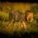 Umzolozolo Private Safari Lodge