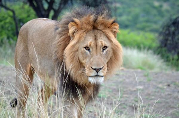 Umzolozolo Private Safari Lodge