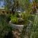 Gareden with Koi Pond