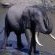Letaba Restcamp - Kruger Park