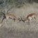 Lower Sabie Restcamp - Kruger Park