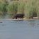 Lower Sabie Restcamp - Kruger Park