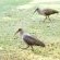 Local residents