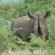 Lower Sabie Restcamp - Kruger Park