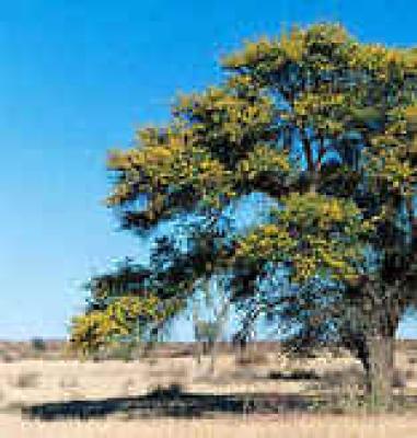Mata Mata Restcamp - Kgalagadi Park