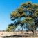Mata Mata Restcamp - Kgalagadi Park