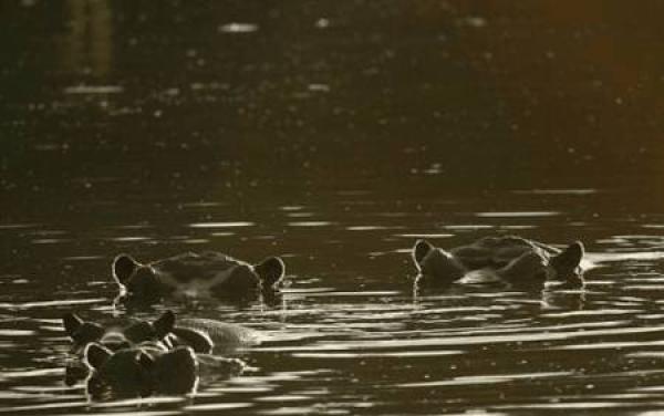 Mopani Restcamp - Kruger Park