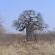 Mopani Restcamp - Kruger Park