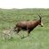 Wildlife