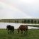 Horse Riding
