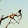 Fish Eagle