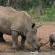 Pretoriuskop Restcamp - Kruger Park