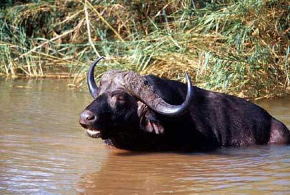 Pretoriuskop Restcamp - Kruger Park