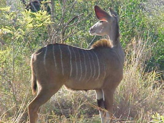 Pretoriuskop Restcamp - Kruger Park
