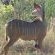 Pretoriuskop Restcamp - Kruger Park