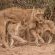 Naledi Game Lodge