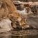 Naledi Game Lodge