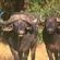 Satara Restcamp - Kruger Park