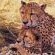 Satara Restcamp - Kruger Park